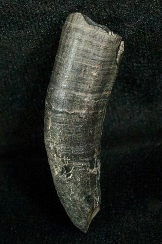 Miocene Aged Fossil Whale Tooth - #5664